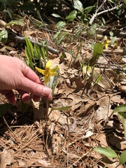 Erythronium americanum