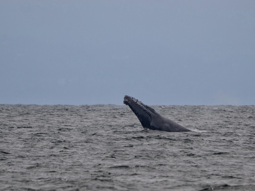 A humpback whale off Monterey