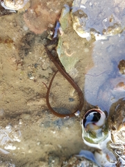 Nerophis lumbriciformis