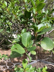 Ficus benjamina benjamina
