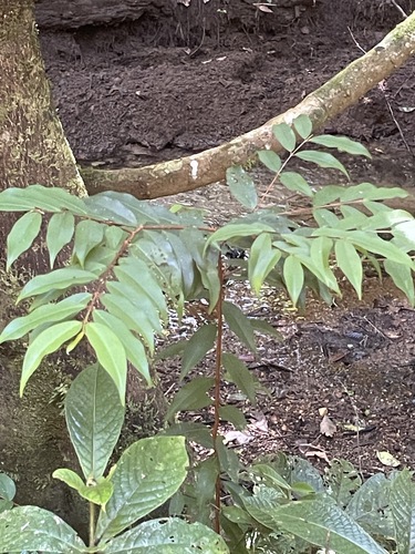 Pilidiostigma tropicum observed 2026-07-04