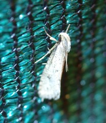 Acrolophus mortipennella