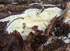 Gloeoporus pannocinctus