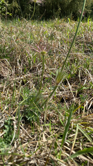 Pulsatilla vulgaris