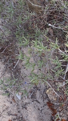 Mesembryanthemoideae