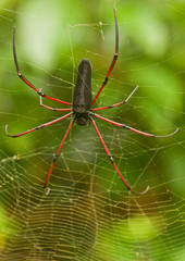 Nephila kuhli