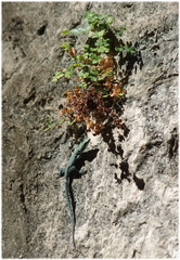 Dalmatolacerta oxycephala