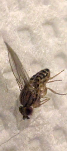 Drosophila busckii observed 2026-07-04