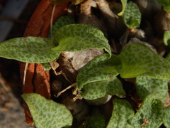 Ledebouria socialis