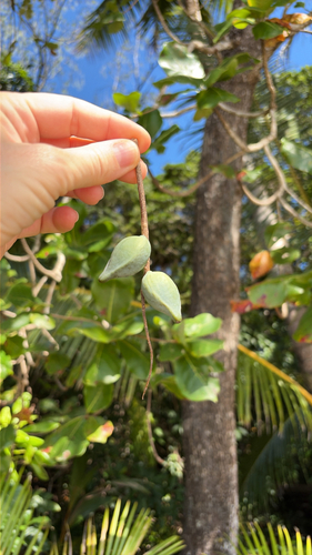 Terminalia arenicola observed 2026-07-01