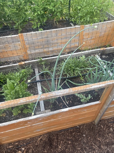 onions