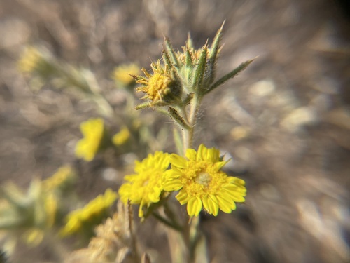 iNaturalist observation photo of Asteroideae