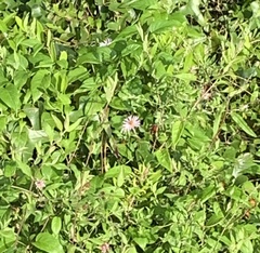 Ampelaster carolinianus