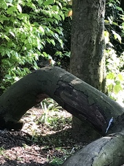Erithacus rubecula