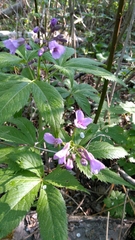 Cardamine pentaphyllos