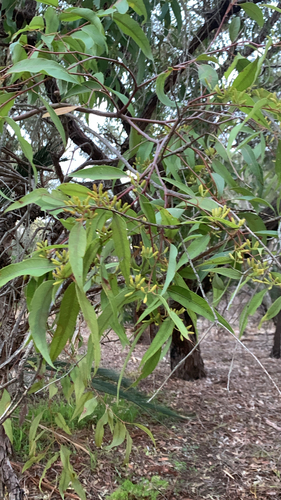 Jarrah (Eucalyptus marginata)