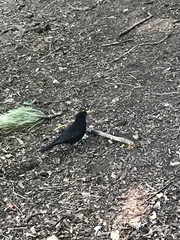 Turdus merula