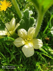 Ecballium elaterium