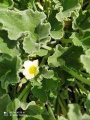 Ecballium elaterium