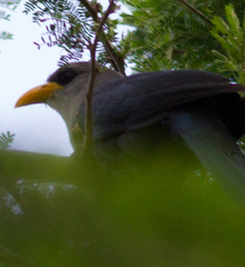 Ceuthmochares australis