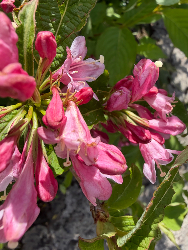 Weigela hortensis observed 2026-06-24