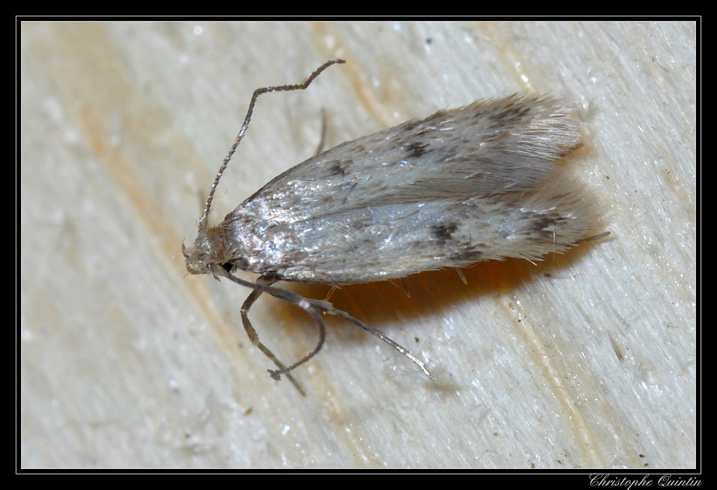 Borkhausenia nefrax (CALeDNA_Butterfly_and_Moth_Guide) · iNaturalist