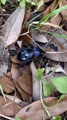 Carabus finitimus