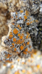 Caloplaca sideritis