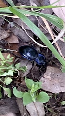 Carabus finitimus