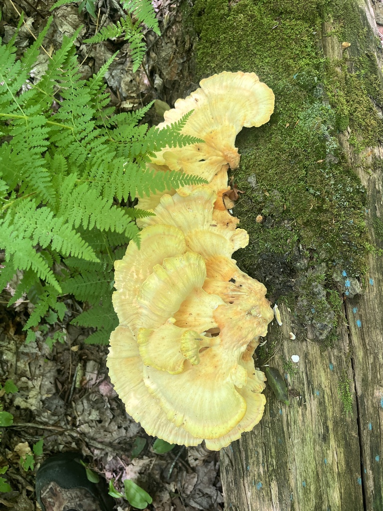chicken of the woods · July 2026 · photo: Photo: no rights reserved · iNaturalist
