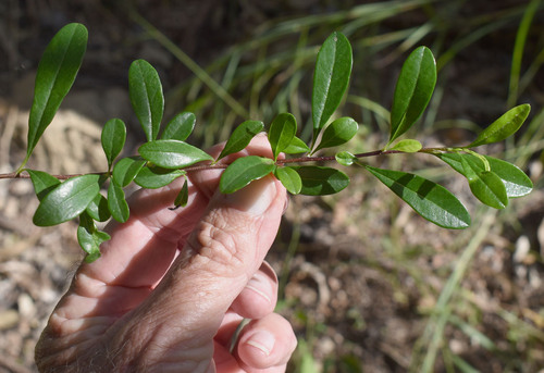 Bursaria tenuifolia observed 2026-05-03
