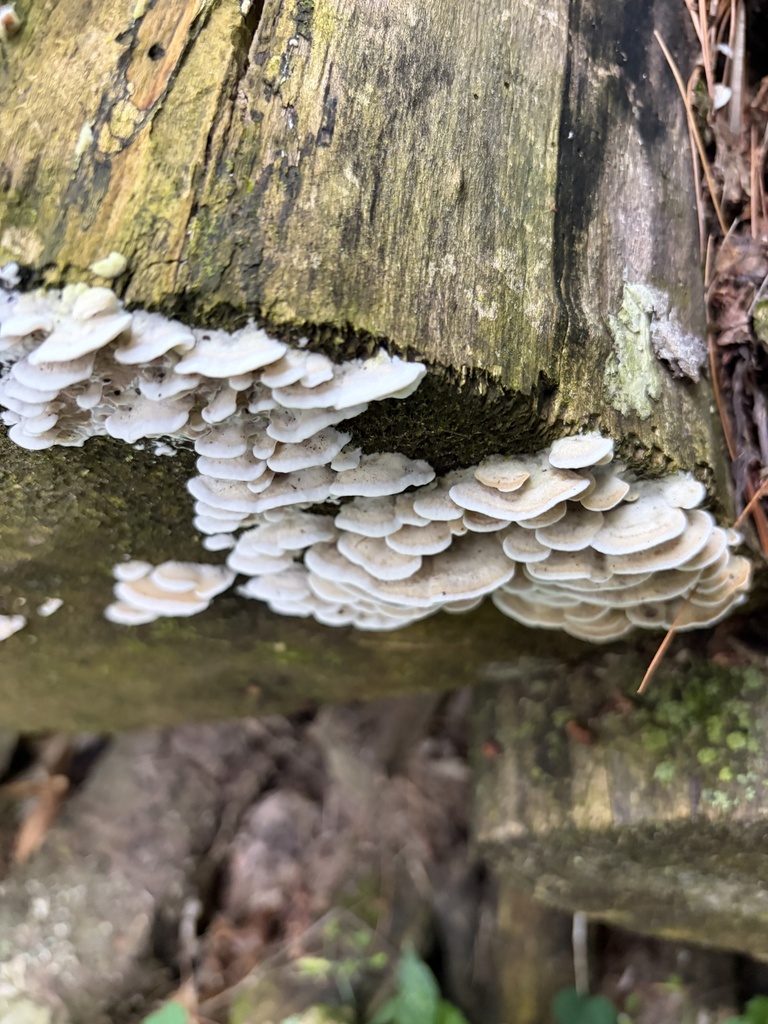 bicoloured bracket · July 2026 · photo: Photo: (c) Julie Travaglini, some rights reserved (CC BY) · iNaturalist