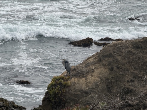iNaturalist observation photo of Great Blue Heron