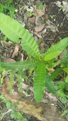 Matayba
