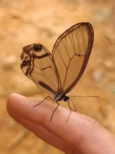amber phantom