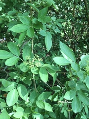 Sambucus nigra