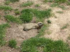 Spermophilus xanthoprymnus