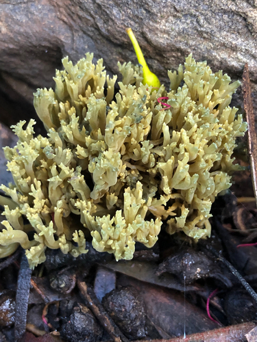 Green-staining Coral Mushroom