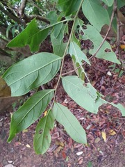 Glochidion acuminatum
