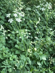 Anthriscus sylvestris