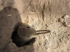 Spermophilus xanthoprymnus