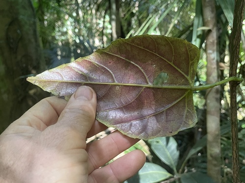 Cissus vinosa observed 2026-07-04