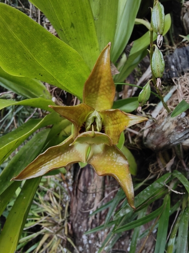 Huntleya burtii, photograph 2