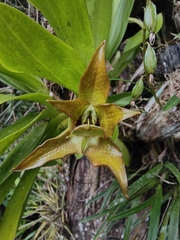 Huntleya burtii, photograph (c) Yannick Pochon, some rights reserved (CC BY)