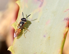 Philanthus triangulum diadema