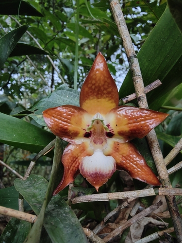 Huntleya burtii