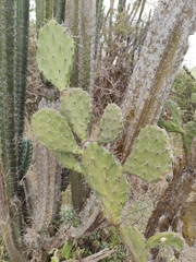 (c) Yannick Pochon, some rights reserved (CC BY) Opuntia elatior, photograph (c) Yannick Pochon, some rights reserved (CC BY)