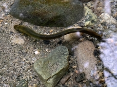 Lampetra richardsoni