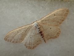 Idaea incisaria
