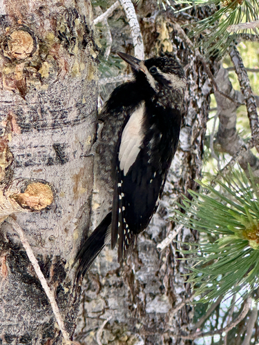 iNaturalist observation photo of Williamson's Sapsucker